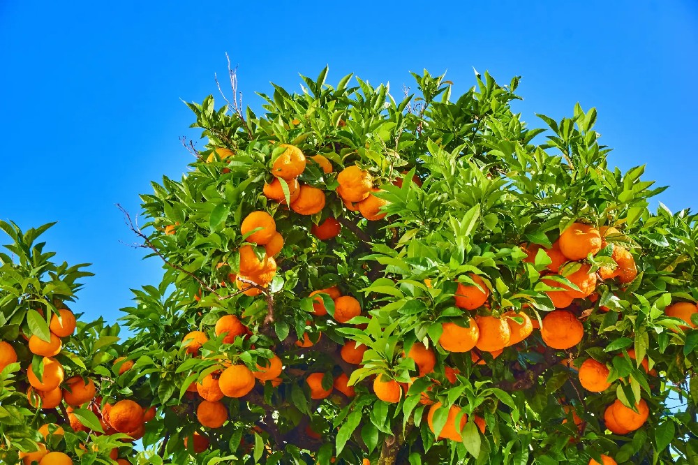 從雞糞到果渣，教你打造高效果園自用肥方案